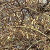 Fagus sylvatica 'Tortuosa', habit