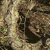 Fagus sylvatica 'Tortuosa', habit
