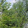 Fagus sylvatica 'Tortuosa', habit