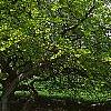 Fagus sylvatica 'Tortuosa', habit