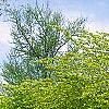 Fagus sylvatica 'Tortuosa', habit