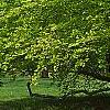 Fagus sylvatica 'Tortuosa', habit
