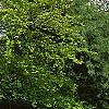 Fagus sylvatica 'Tortuosa', habit