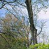 Fagus sylvatica 'Tortuosa', habit