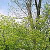 Fagus sylvatica 'Tortuosa', habit