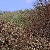Fagus sylvatica 'Tortuosa', habit