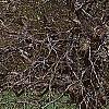 Fagus sylvatica 'Tortuosa', habit
