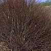 Fagus sylvatica 'Tortuosa', habit