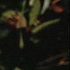Notholithocarpus densiflorus, leaves
