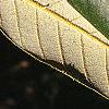Notholithocarpus densiflorus, leaves