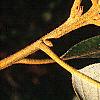 Notholithocarpus densiflorus, leaves