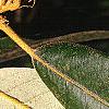 Notholithocarpus densiflorus, leaves