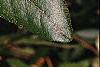 Notholithocarpus densiflorus, leaves