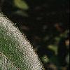 Notholithocarpus densiflorus, leaves