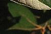 Notholithocarpus densiflorus, leaves