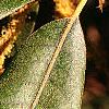 Notholithocarpus densiflorus, leaves