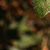Notholithocarpus densiflorus, leaves