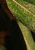 Notholithocarpus densiflorus, leaves