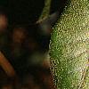 Notholithocarpus densiflorus, leaves