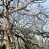 Quercus alba, habit