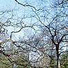 Quercus alba, habit