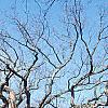Quercus alba, habit