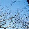 Quercus alba, habit