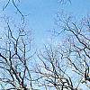 Quercus alba, habit