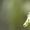 Quercus alba, flowers