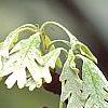Quercus alba, flowers