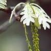 Quercus alba, flowers