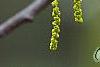 Quercus alba, flowers