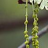 Quercus alba, flowers