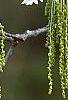 Quercus alba, flowers