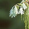 Quercus alba, flowers