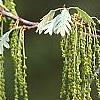 Quercus alba, flowers