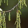 Quercus alba, flowers