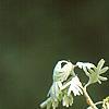 Quercus alba, flowers