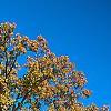 Quercus alba, fall color