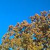 Quercus alba, fall color