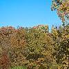 Quercus alba, fall color