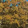 Quercus alba, fall color