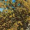 Quercus alba, fall color