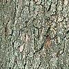 Quercus alba, bark