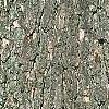 Quercus alba, bark