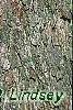 Quercus alba, bark