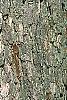 Quercus alba, bark