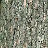 Quercus alba, bark