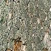 Quercus alba, bark