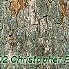 Quercus alba, bark